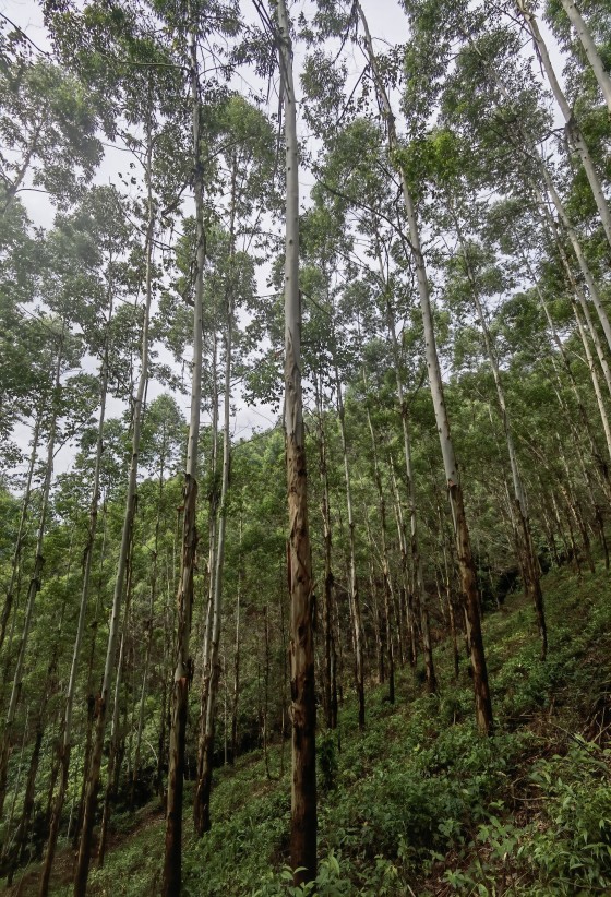 廣林供應鏈集團包青山業務林區實況2(1).jpg